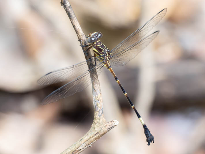 Epigomphus tumefactus (Lowland Knobtail) male-5.jpg